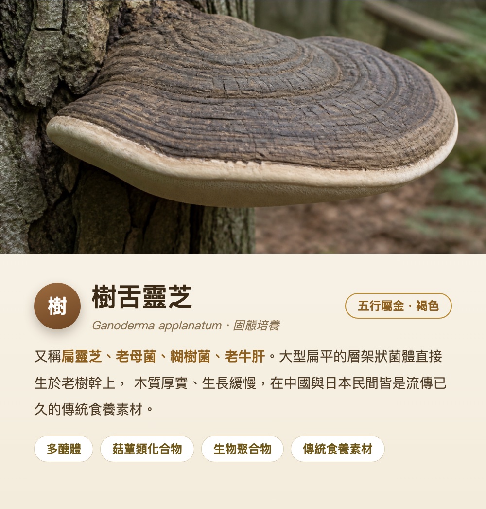 樹舌靈芝 Ganoderma applanatum