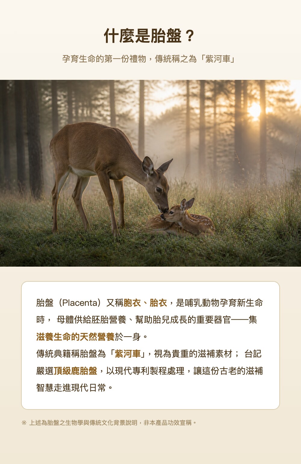 什麼是胎盤