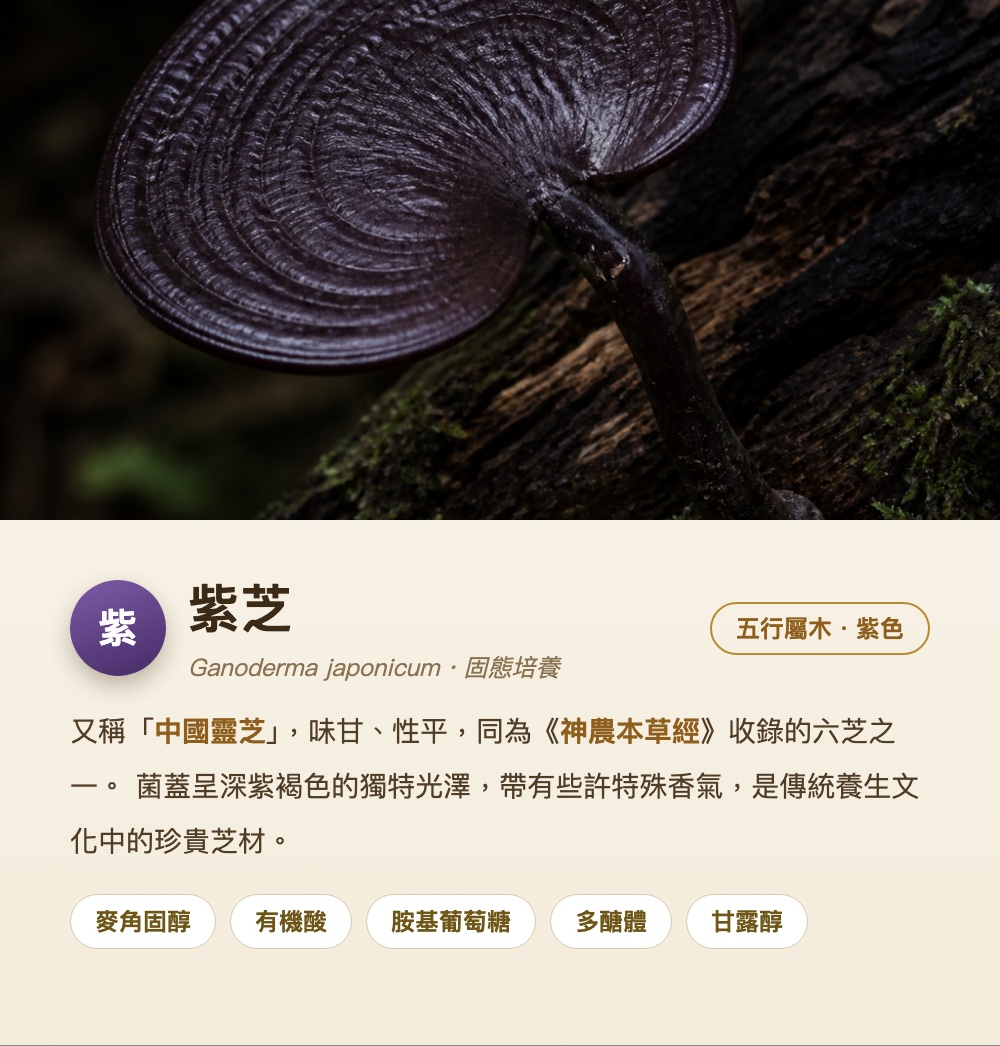 紫芝 Ganoderma japonicum