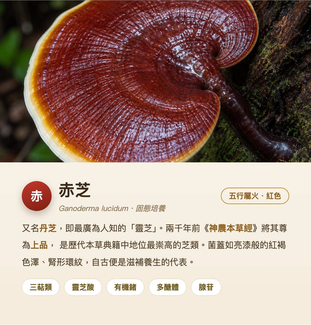 赤芝 Ganoderma lucidum
