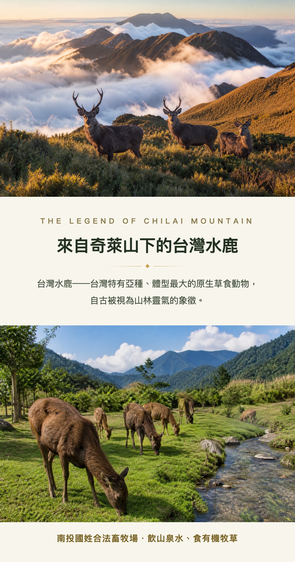 來自奇萊山下的台灣水鹿