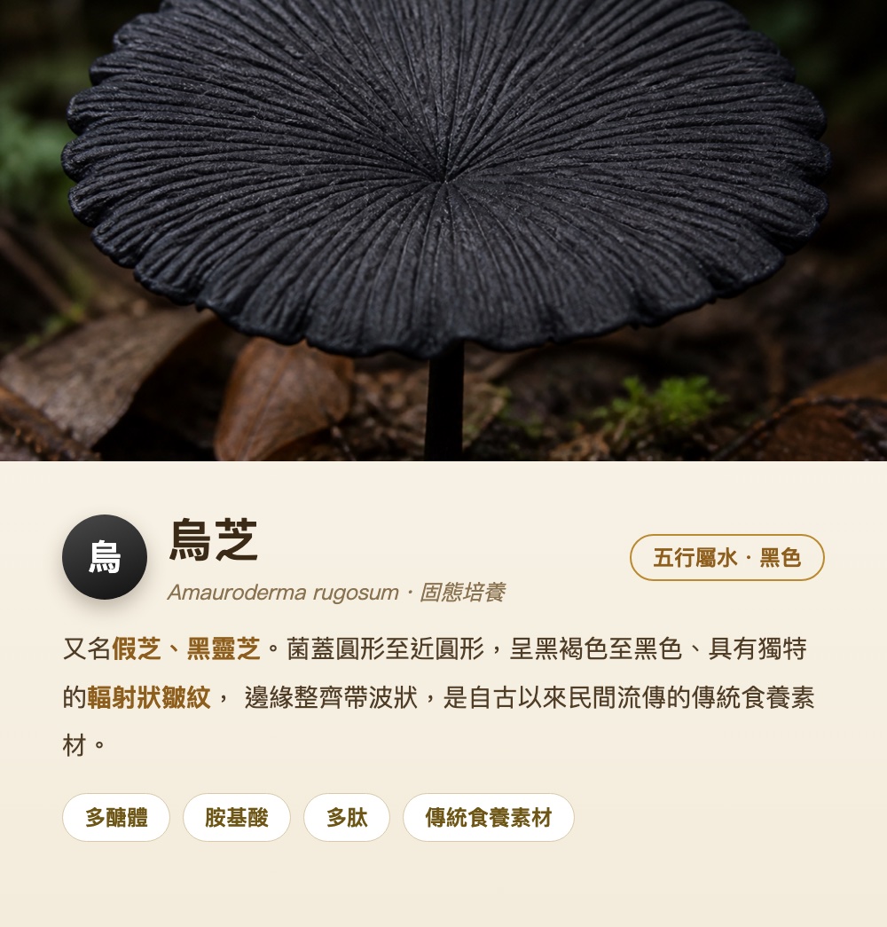 烏芝 Amauroderma rugosum