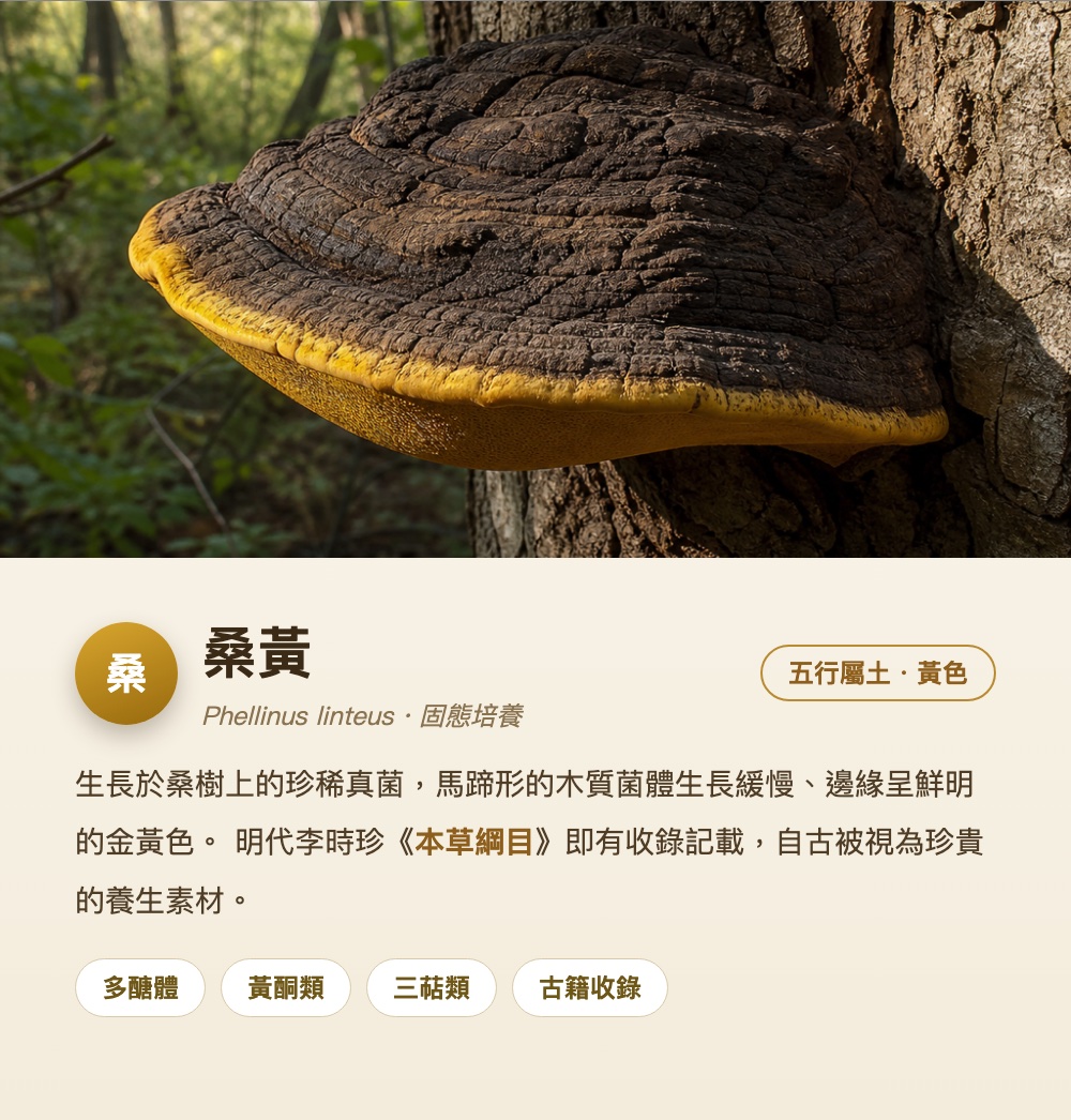 桑黃 Phellinus linteus