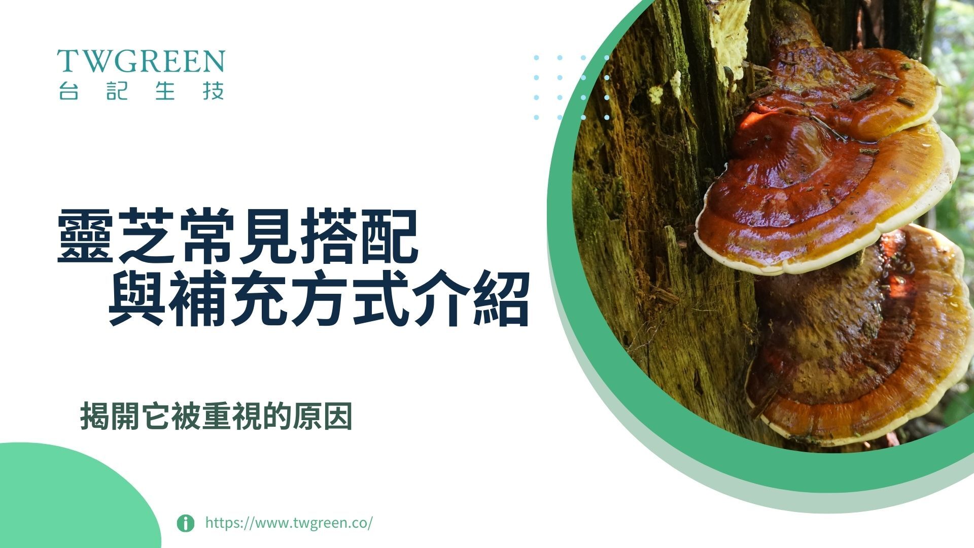 靈芝常見搭配與補充方式介紹 揭開它被重視的原因