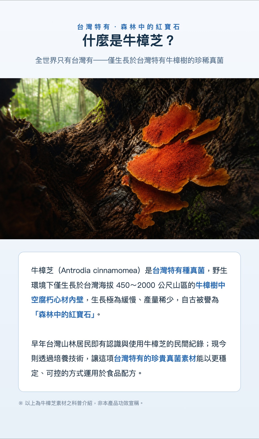 什麼是牛樟芝 台灣特有森林中的紅寶石